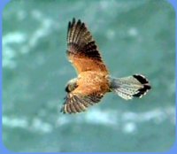 Kestrel in Flight