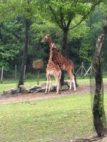 Giraffes at Jurques Zoo