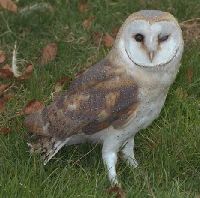 Barn Owl