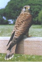 Kestrel