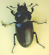 Stag Beetle