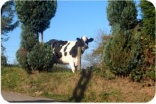 Nearby Cow